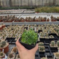 Sempervivum cv. Cademario (dw)