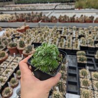 Sempervivum cv. Cademario (dw)