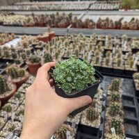 Sempervivum cv. Cademario (dw)