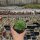 Sempervivum cv. Cademario (dw)