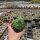 Sempervivum cv. Cademario (dw)