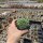 Sempervivum cv. Cademario (dw)