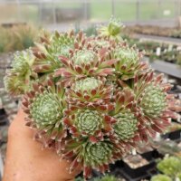 Sempervivum cv. Wagner Rot (dw)