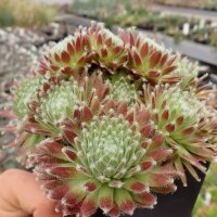 Sempervivum cv. Wagner Rot (dw)