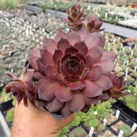 Sempervivum cv. Leopold (dw)