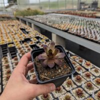 Sempervivum cv. Leopold (dw)