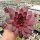 Sempervivum cv. Leopold (dw)
