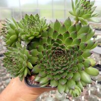 Sempervivum cv. Reinhardt (dw)