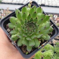 Sempervivum cv. Reinhardt (dw)
