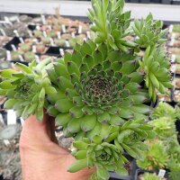 Sempervivum cv. Reinhardt (dw)