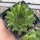 Sempervivum cv. Reinhardt (dw)