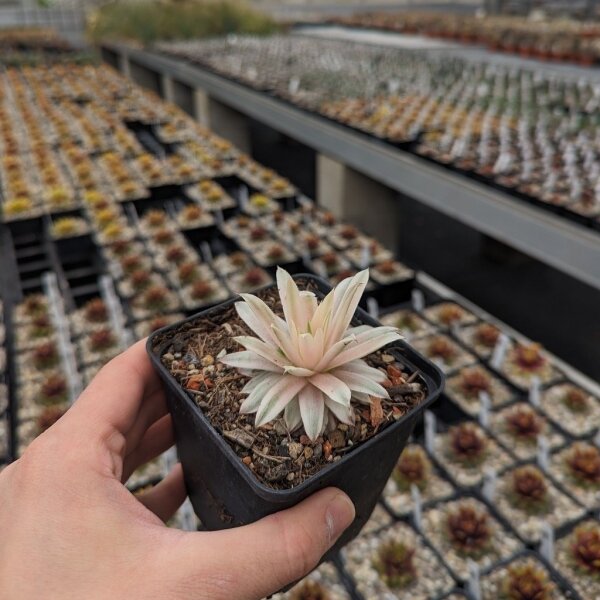 Sempervivum cv. Roswitha (dw)