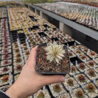Sempervivum cv. Roswitha (dw)