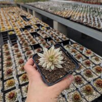 Sempervivum cv. Roswitha (dw)