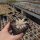 Sempervivum cv. Roswitha (dw)