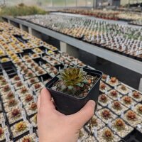 Sempervivum cv. Pipifax (dw)