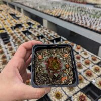 Sempervivum cv. Pipifax (dw)
