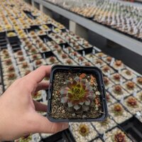 Sempervivum cv. Pipifax (dw)