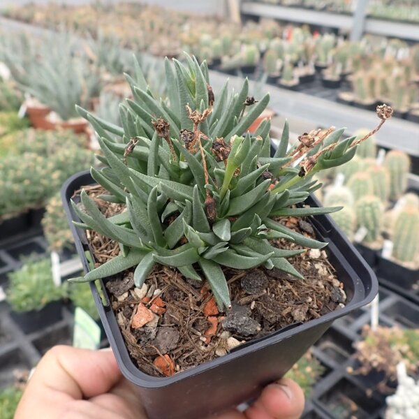 Bergeranthus jamesii (dw)
