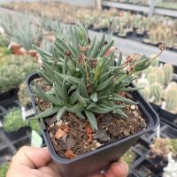 Bergeranthus jamesii (dw)
