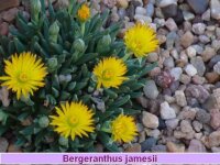 Bergeranthus jamesii (dw)