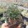 Bergeranthus jamesii (dw)