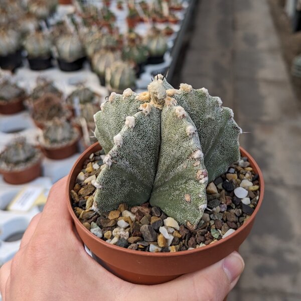 Astrophytum OR-MY-Hybr.