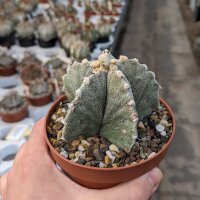 Astrophytum OR-MY-Hybr.