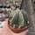 Astrophytum OR-MY-Hybr.