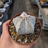 Astrophytum OR-MY-ONZUKA-Hybr.