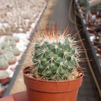 Mammillaria apozolensis v. saltensis L1045