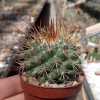 Mammillaria apozolensis v. saltensis L1045