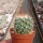 Mammillaria apozolensis v. saltensis L1045