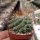 Mammillaria apozolensis v. saltensis L1045