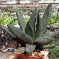 Gasteria nigricans