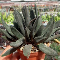 Gasteria nigricans