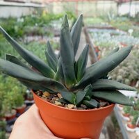 Gasteria nigricans