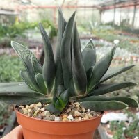 Gasteria nigricans