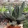 Gasteria nigricans