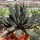 Gasteria nigricans