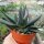 Gasteria nigricans