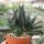 Gasteria nigricans