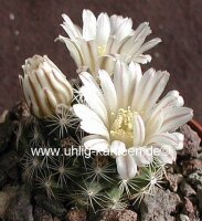 Mammillaria coahuilensis, Venegas