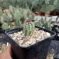 Echinocereus viridiflorus Boulder  (dw)