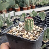 Echinocereus viridiflorus Boulder  (dw)