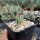 Echinocereus viridiflorus Boulder  (dw)