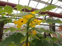 Uncarina grandidieri