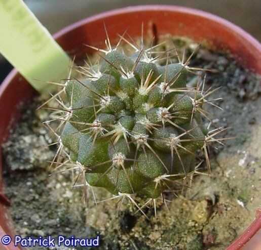 Copiapoa serpentisulcata KK 623