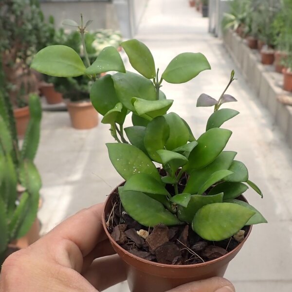 Hoya heuschkeliana
