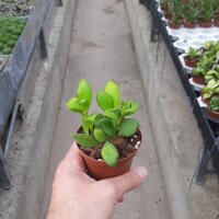 Hoya heuschkeliana